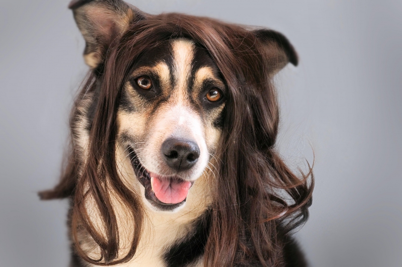 salon-coiffure-CARQUEIRANNE-min_dog-1776721